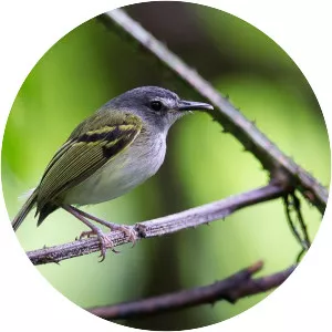Slaty-headed tody-flycatcher