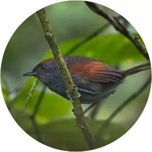 Slaty spinetail
