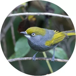 Slaty vireo - Bird