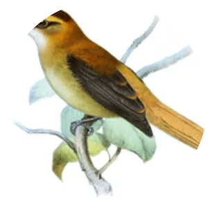 Slaty-winged foliage-gleaner