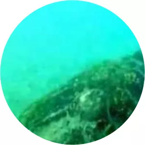 Slaughterhouse Beach - 