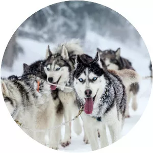 Sled dog photograph