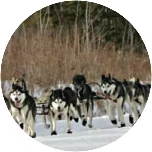 Sled dog racing