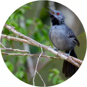 Slender antbird