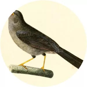 Slender-billed finch - 