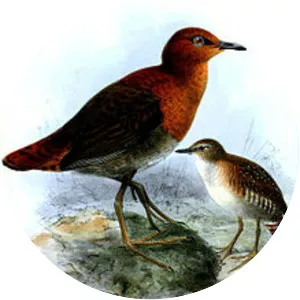 Slender-billed flufftail - Bird