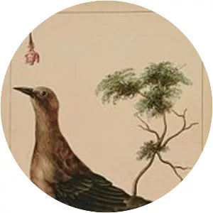 Slender-billed grackle - Bird