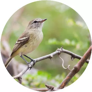 Slender-billed inezia - Bird