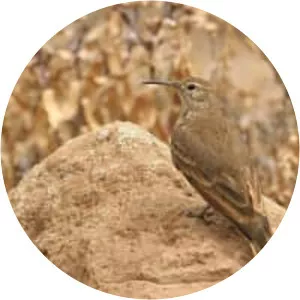 Slender-billed miner - Bird