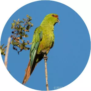Slender-billed parakeet