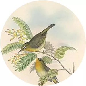 Slender-billed white-eye