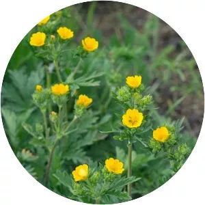 Slender cinquefoil - Plants