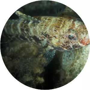 Slender goby