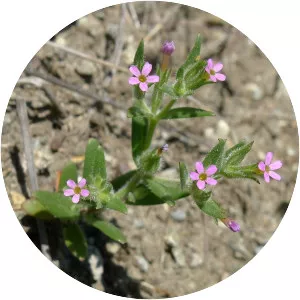 Slender phlox - Plants
