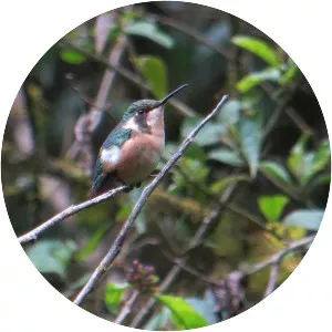 Slender-tailed woodstar - 