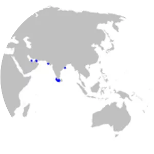 Slender weasel shark