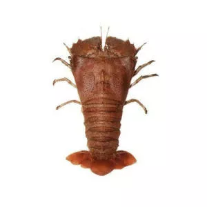 Slipper lobster