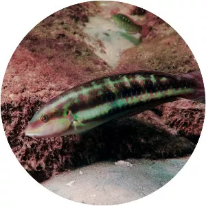 Slippery dick