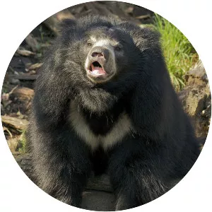 Sloth bear