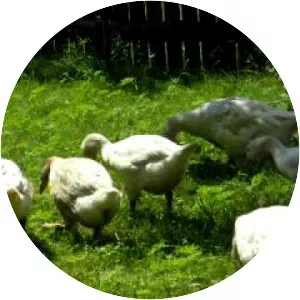 Slovak White goose