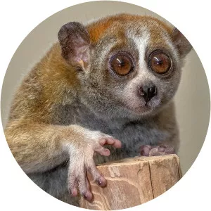 Slow loris