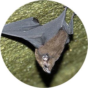 Small Asian sheath-tailed bat