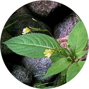 Small Balsam