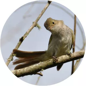 Small-billed elaenia
