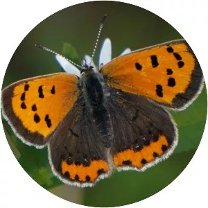 Small copper