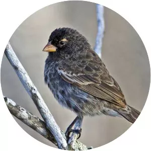 Small ground finch