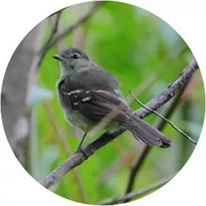 Small-headed elaenia
