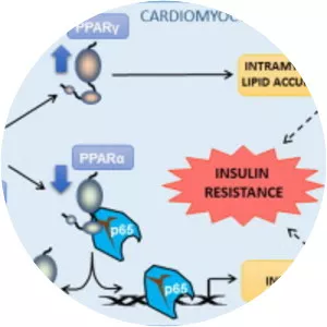 Small heterodimer partner