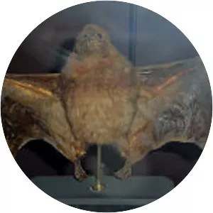 Small Mauritian flying fox