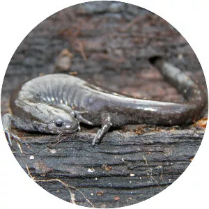 Small-mouthed salamander