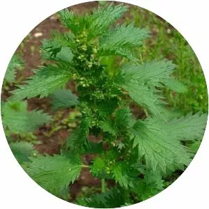 Small Nettle