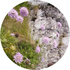 Small scabious - Plants