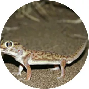 Small-scaled wonder gecko