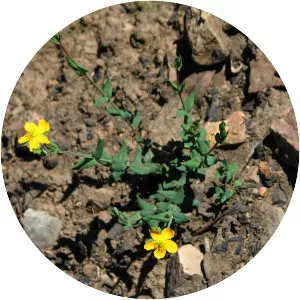 Small st. john's wort - 