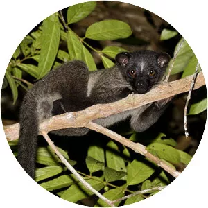 Small-toothed palm civet