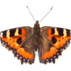 Small tortoiseshell