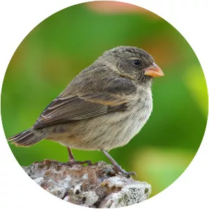 Small tree finch - Bird