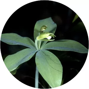 Small whorled pogonia