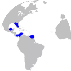 Smallfin catshark - Fish