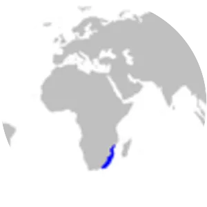 Smallfin gulper shark