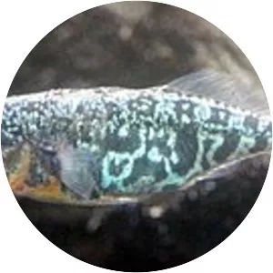 Smallhead stickleback