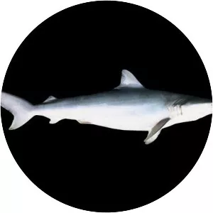 Smalltail shark