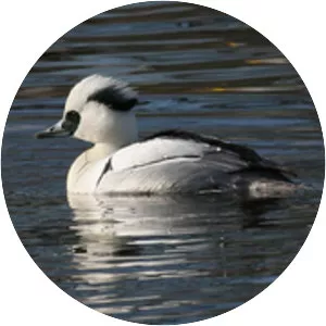 Smew - Bird