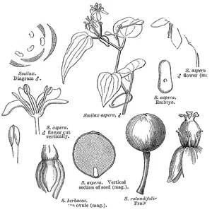 Smilacaceae - Plants