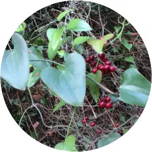 Smilax aspera - Plants