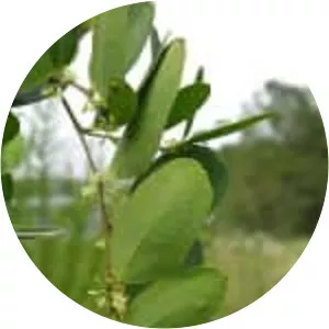 Smilax laurifolia